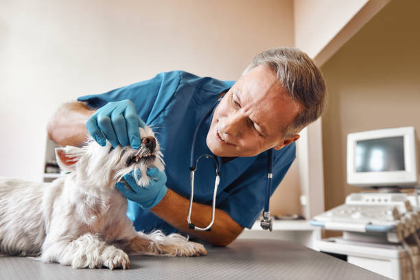 Best Emergency Denture Repair in Fletcher, NC